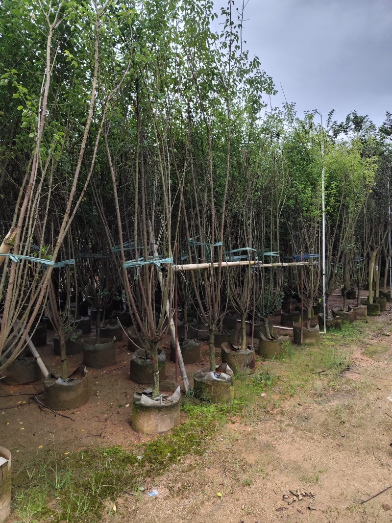 出售碧桃3-5公分。基地直销欢迎前来选购，可视频看货