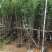 出售碧桃3-5公分。基地直销欢迎前来选购，可视频看货