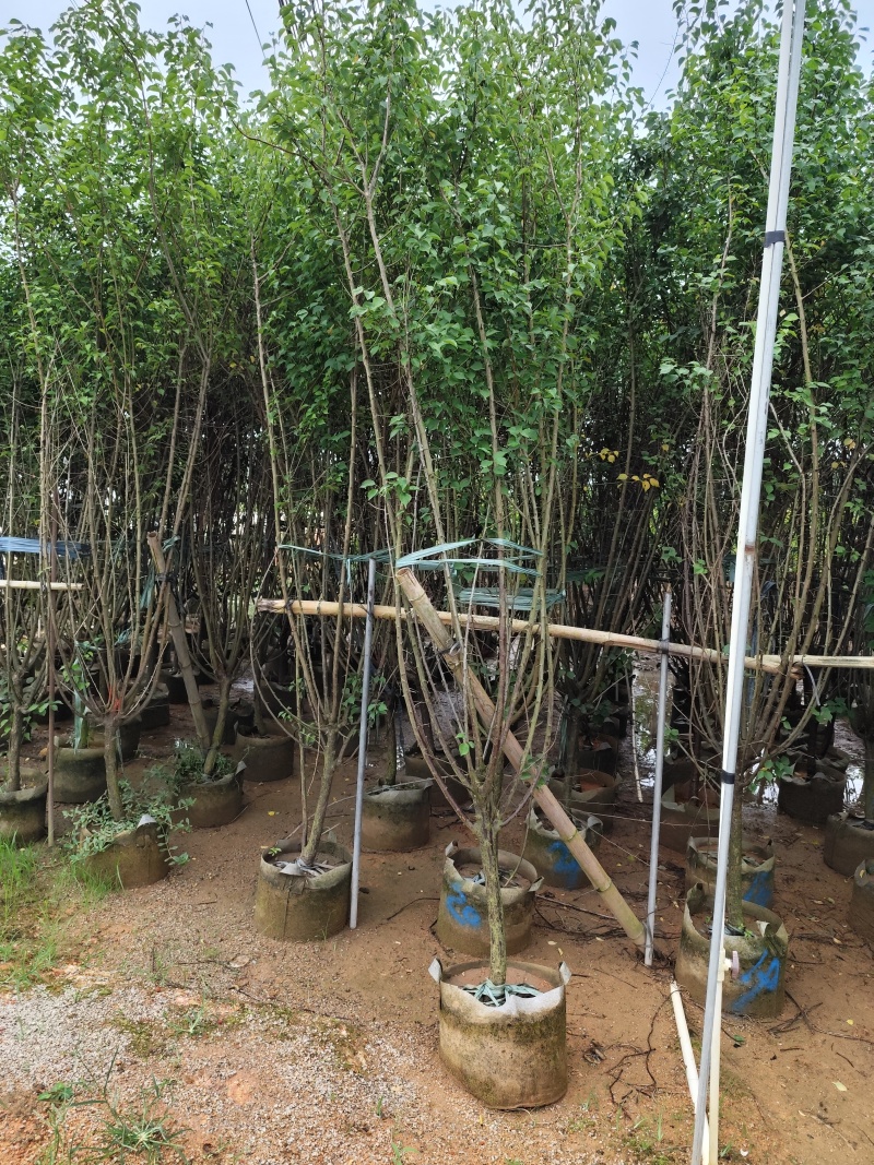 出售碧桃3-5公分。基地直销欢迎前来选购，可视频看货