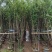 出售碧桃3-5公分。基地直销欢迎前来选购，可视频看货