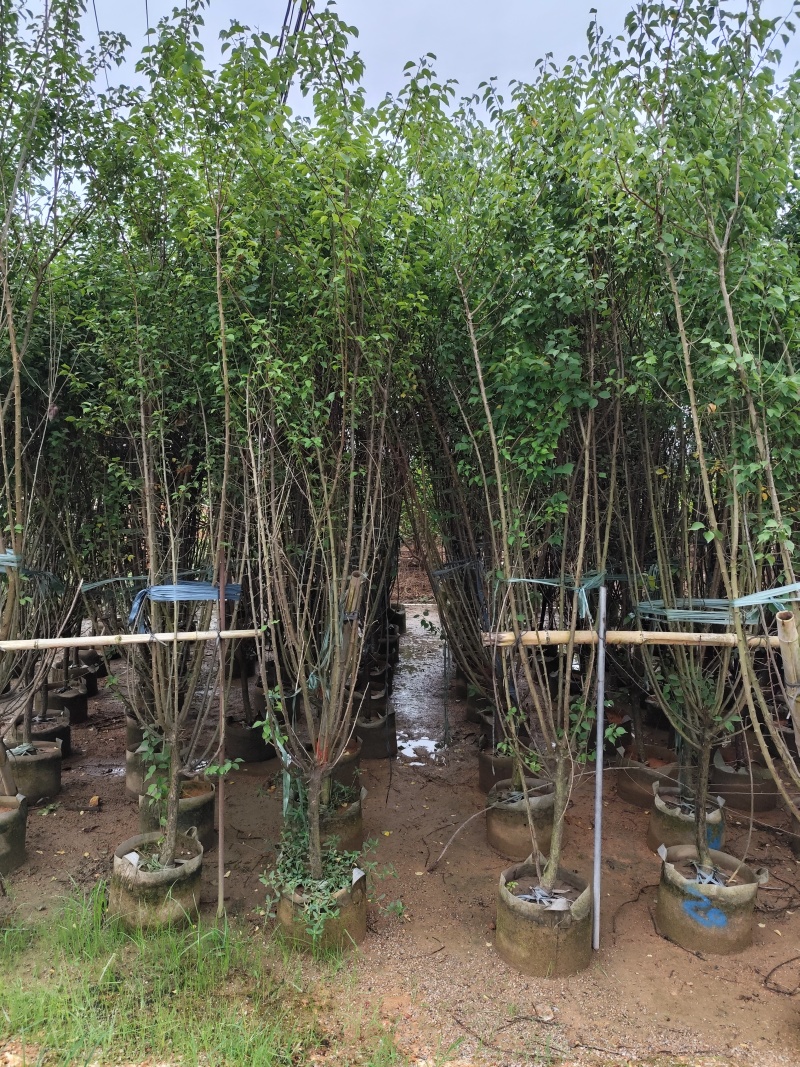 出售碧桃3-5公分。基地直销欢迎前来选购，可视频看货