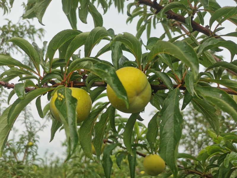 贵州六马蜂糖口感脆甜多汁独特风味