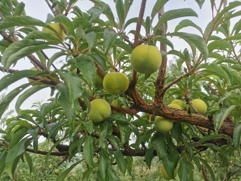 贵州六马蜂糖口感脆甜多汁独特风味