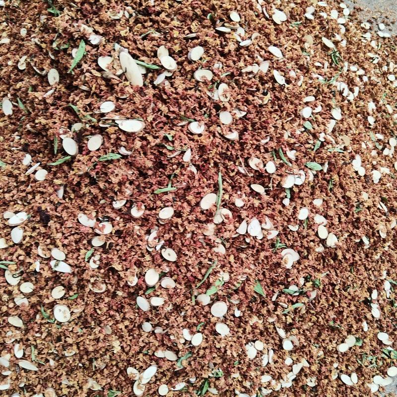 金龙茶，三合一，茉莉花甜叶菊桑枝片一手货原批发