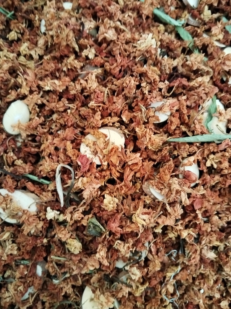 金龙茶，三合一，茉莉花甜叶菊桑枝片一手货原批发
