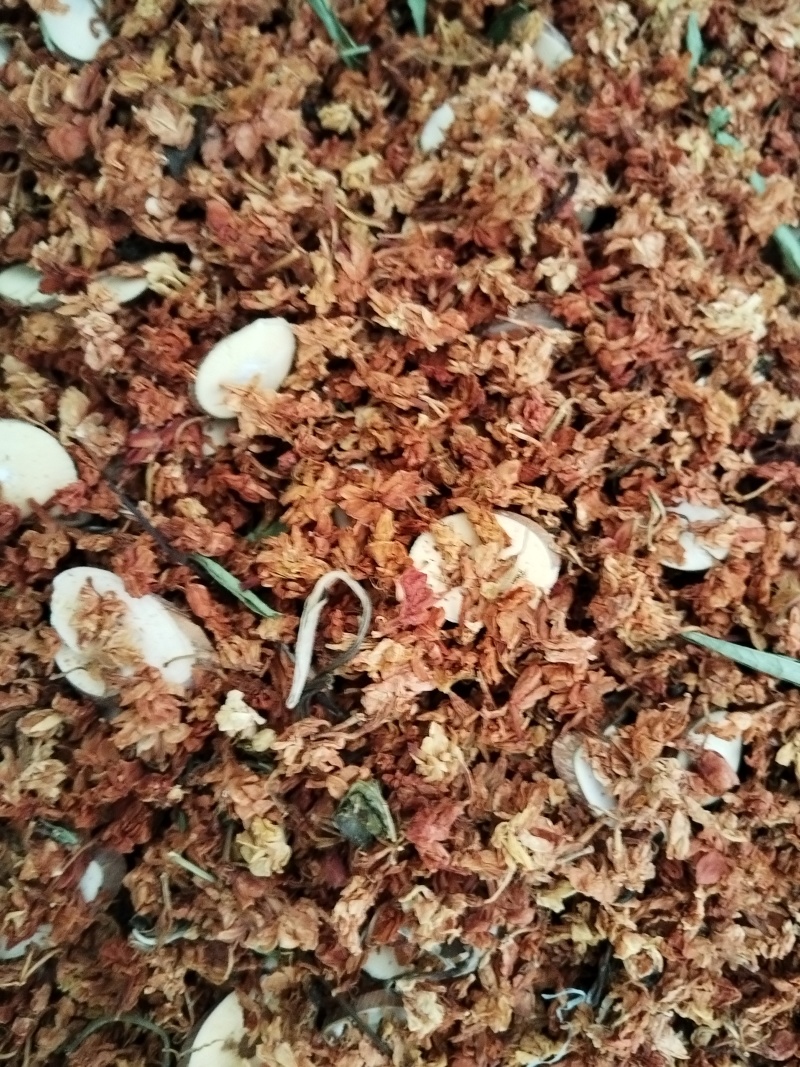 金龙茶，三合一，茉莉花甜叶菊桑枝片一手货原批发
