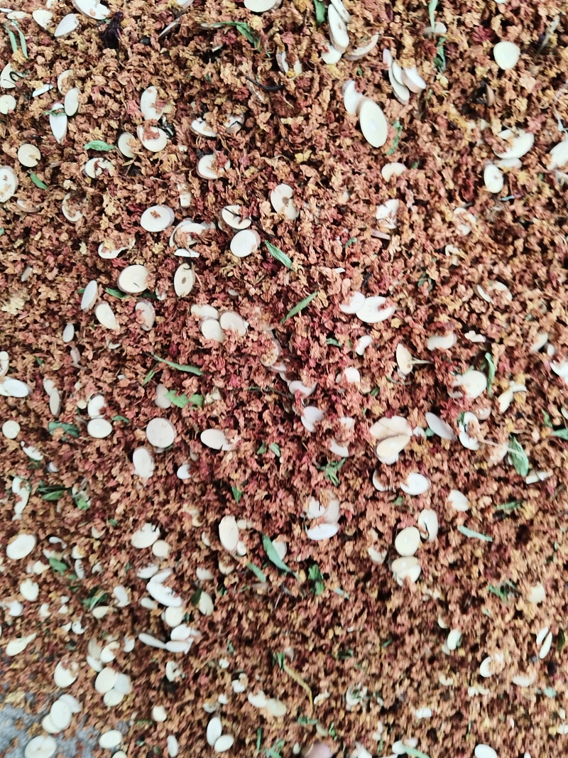 金龙茶，三合一，茉莉花甜叶菊桑枝片一手货原批发