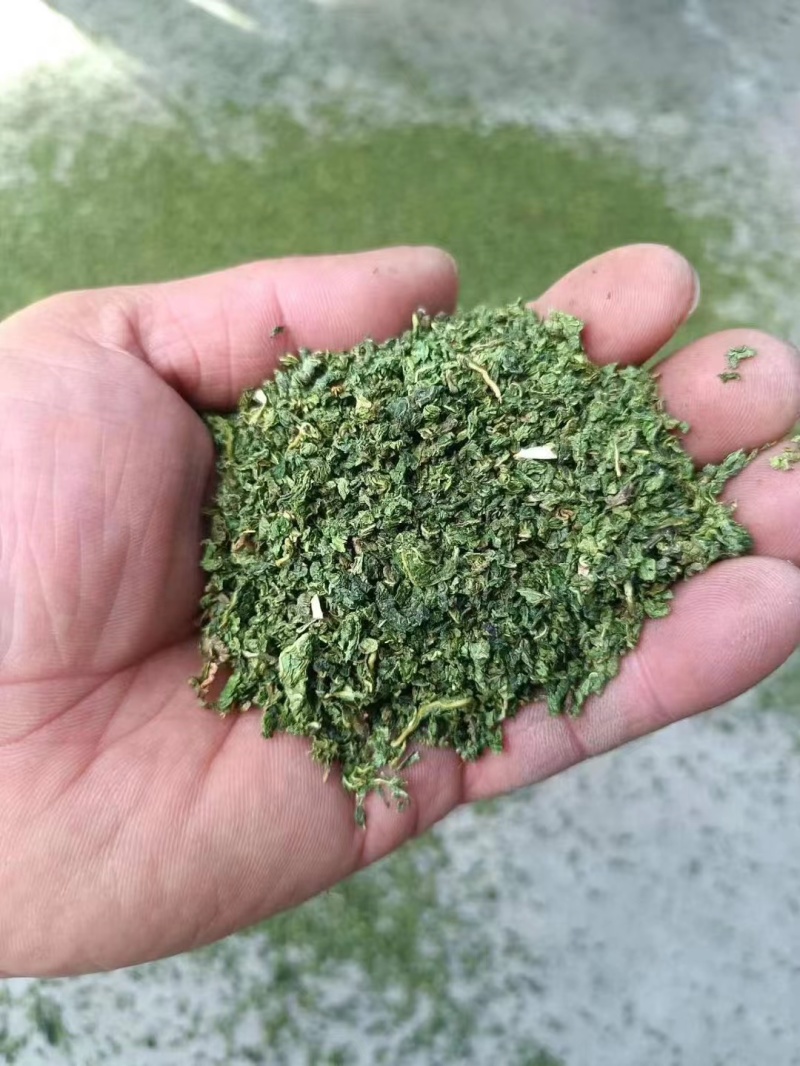 桑叶新货桑叶茶干净无杂质泡水批发