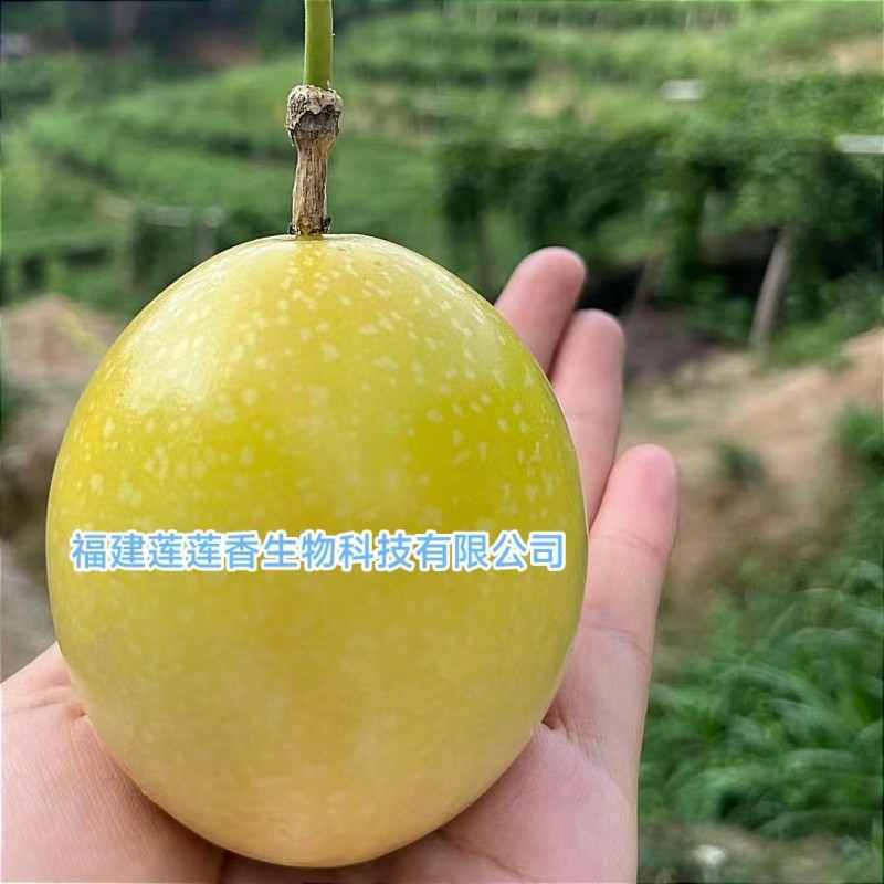 西番莲钦蜜九号百香果