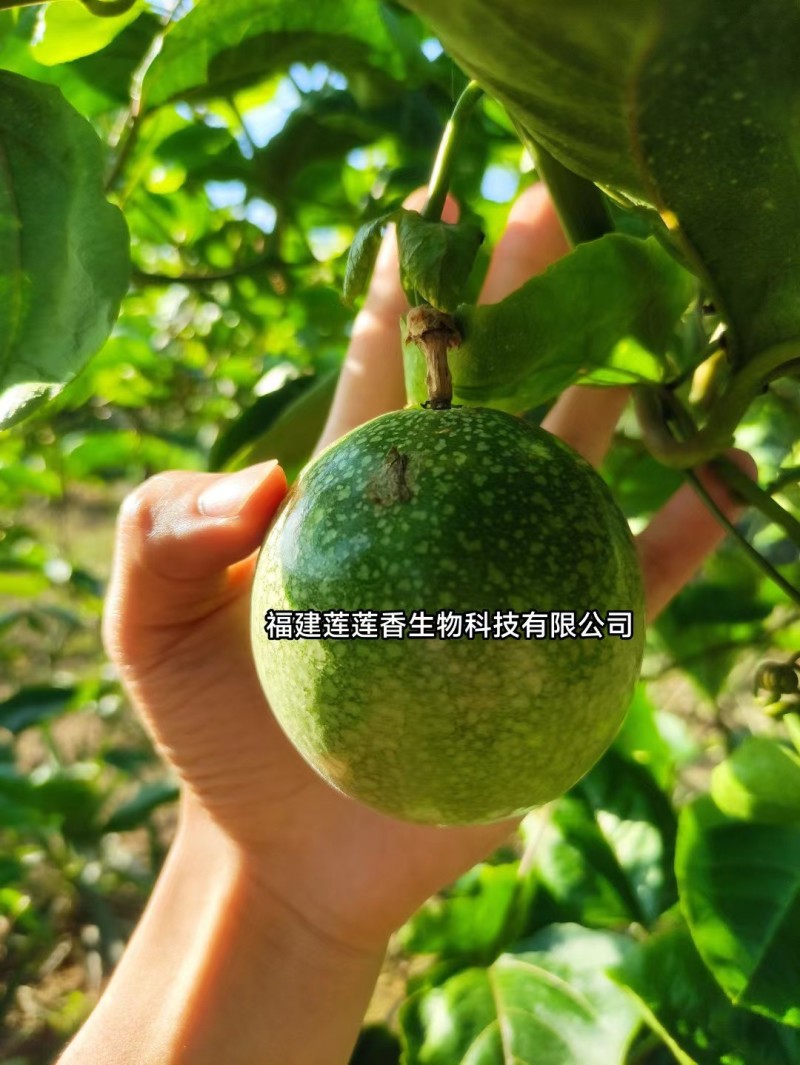 西番莲钦蜜九号百香果