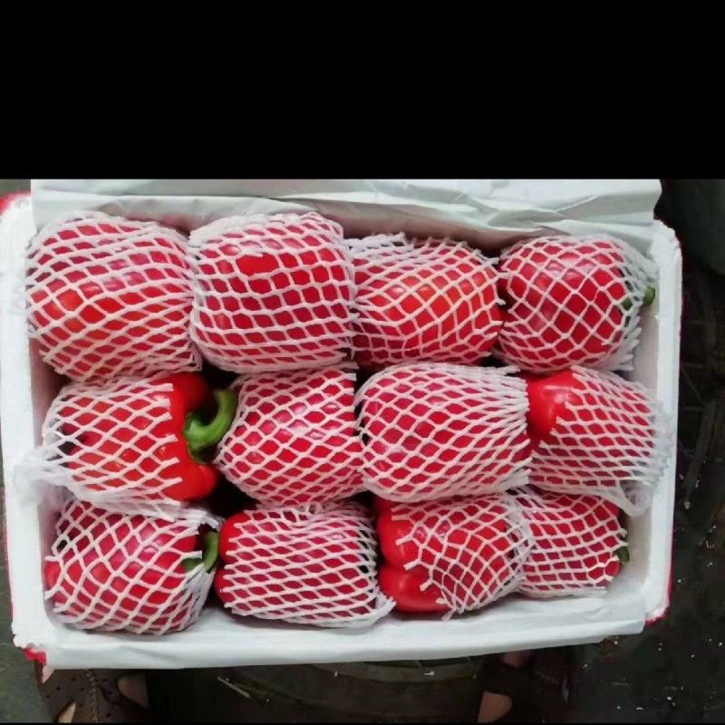 寿光彩椒上市