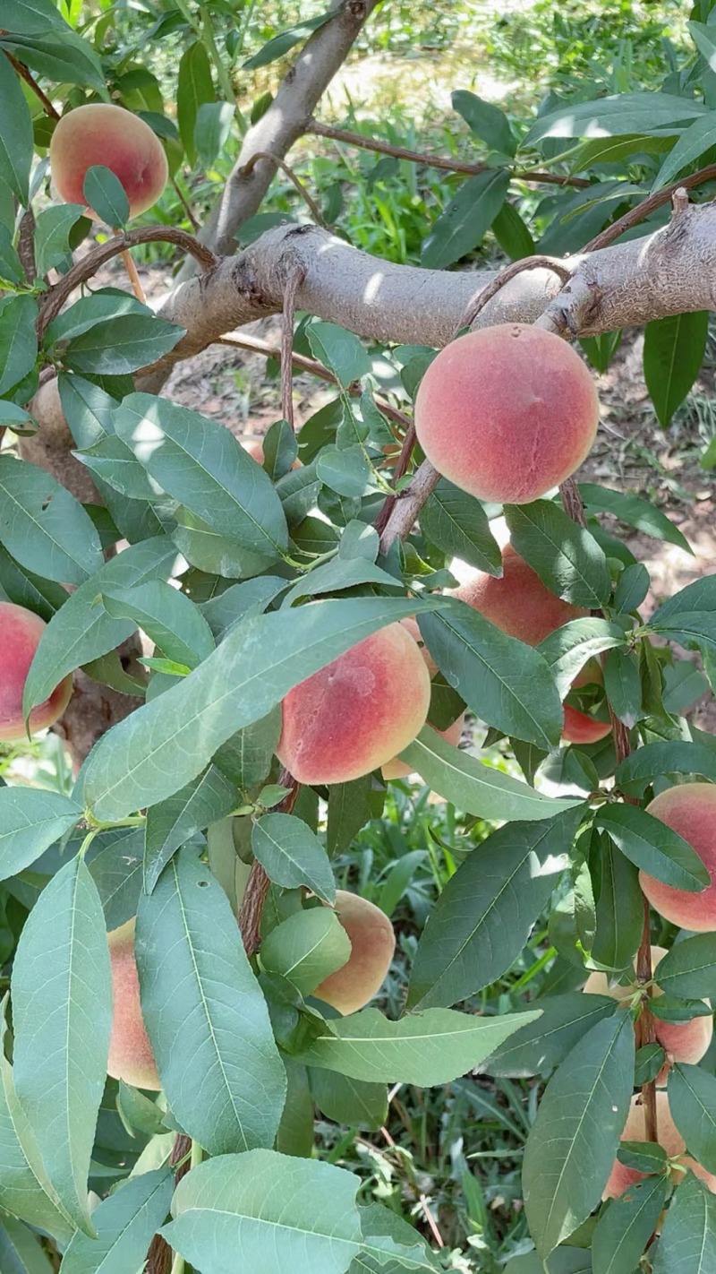 山西运城新鲜毛桃油桃上市基地直发视频看货