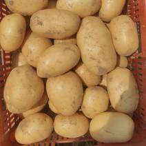 土豆菏兰十五等多个品种黄心。皮毛亮的！