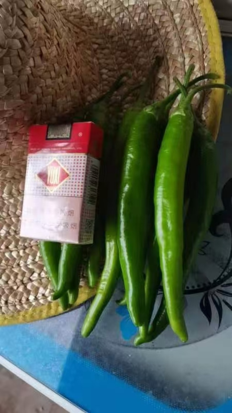 河北辣椒，精品青杭椒，产地直发，一手货源！