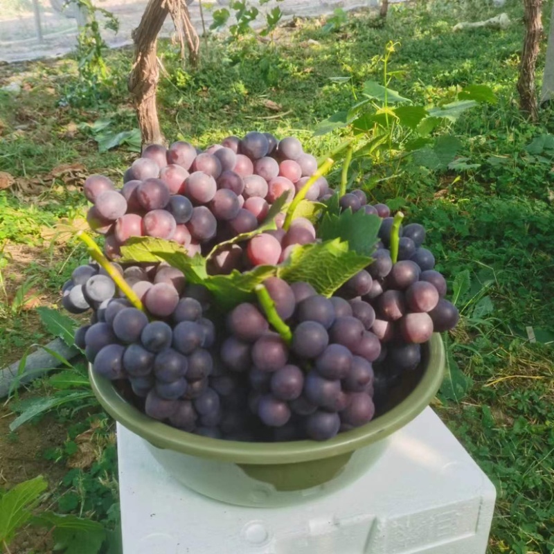 徐州精品夏黑葡萄，产地一手货源，百亩种植基地