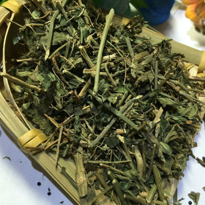 中药材九头狮子草九子连环草