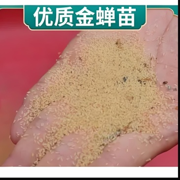 金蝉幼苗