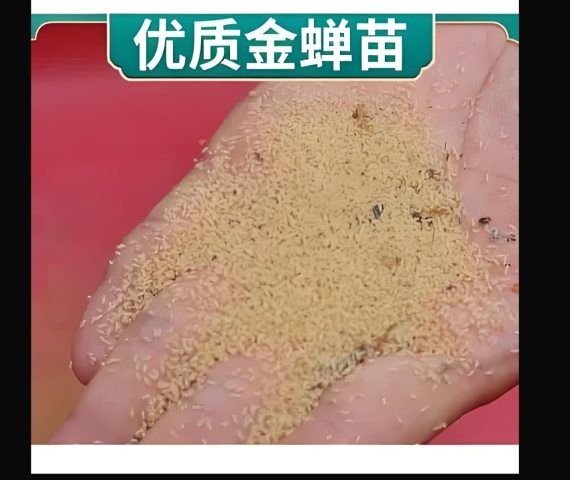 金蝉幼苗