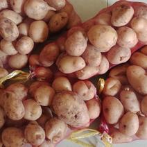 安徽亳州土豆