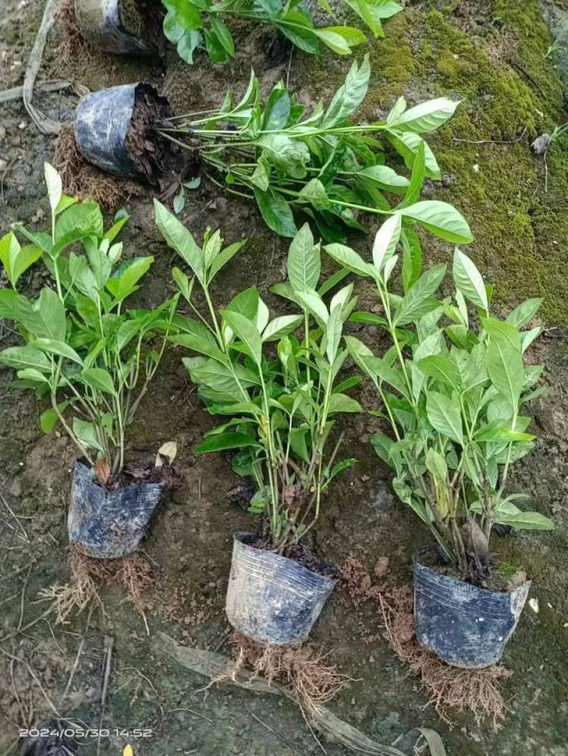 大量供应栀子花苗，玫瑰栀子苗，牡丹栀子苗，杯苗地苗