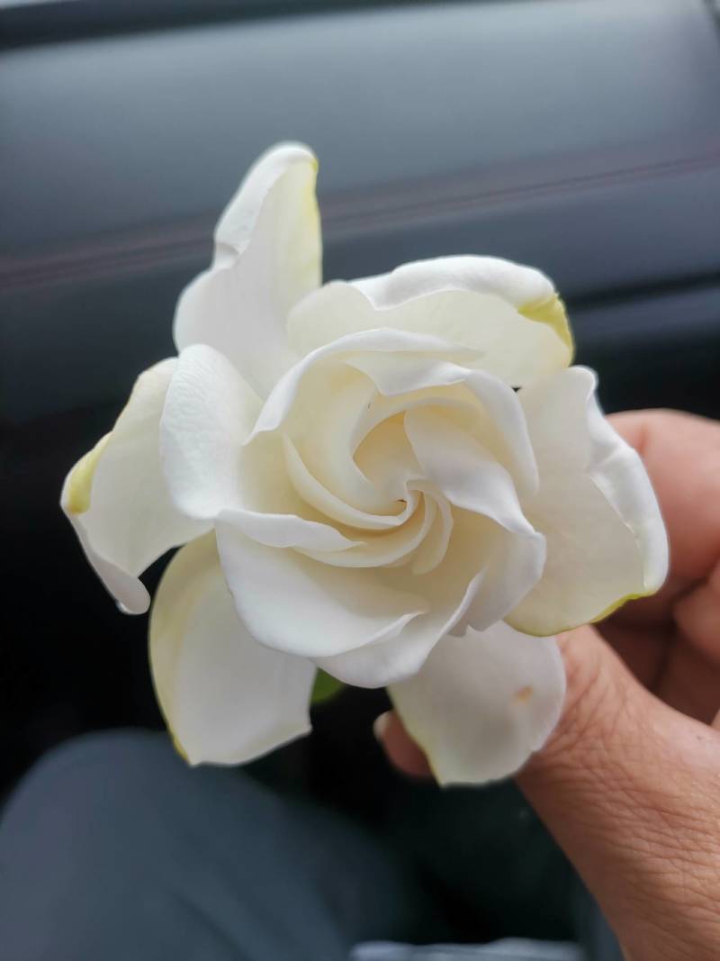 大量供应栀子花苗，玫瑰栀子苗，牡丹栀子苗，杯苗地苗