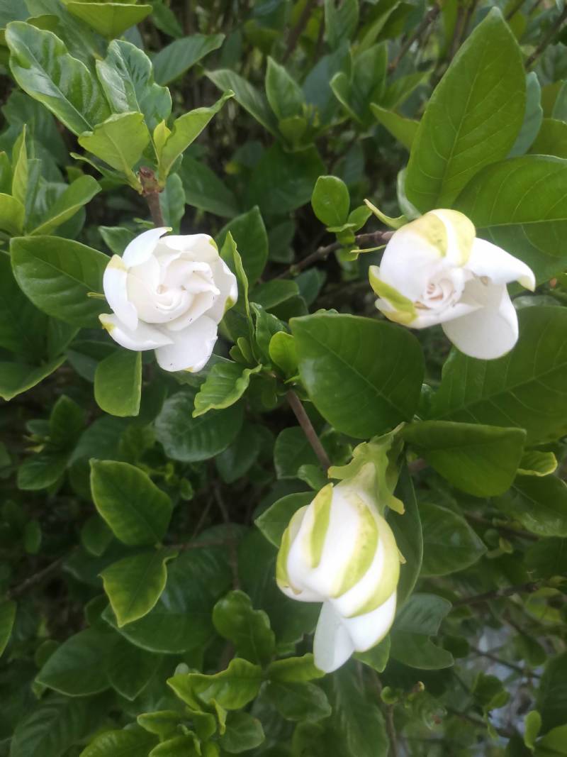 大量供应栀子花苗，玫瑰栀子苗，牡丹栀子苗，杯苗地苗