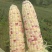 玉米