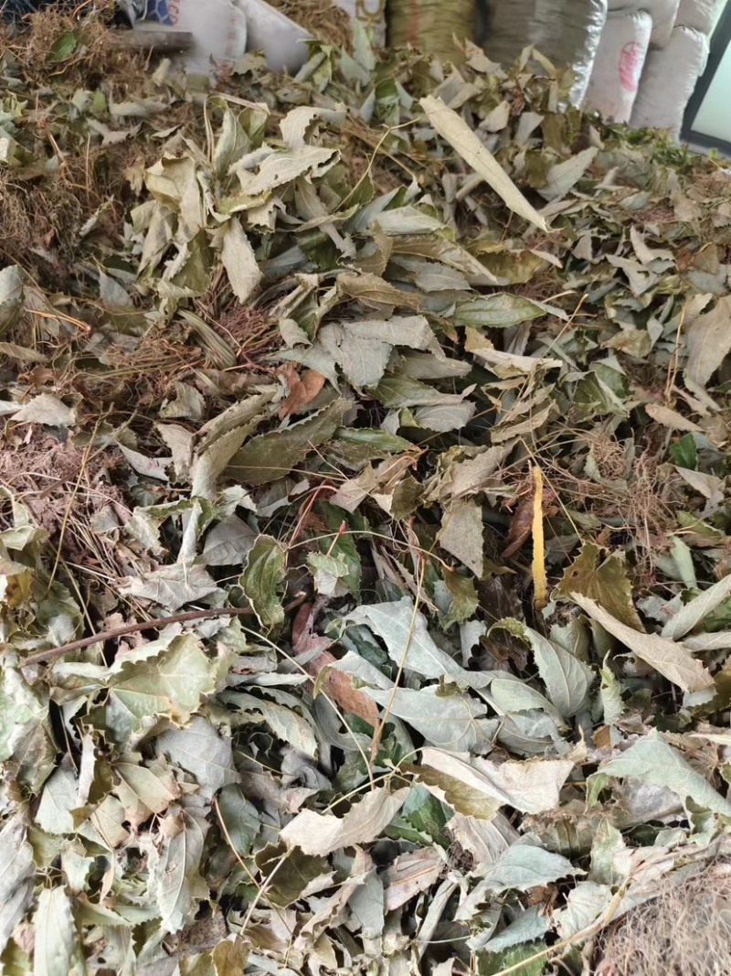 陕西精品淫羊藿，一手货源，货量充足欢迎咨询