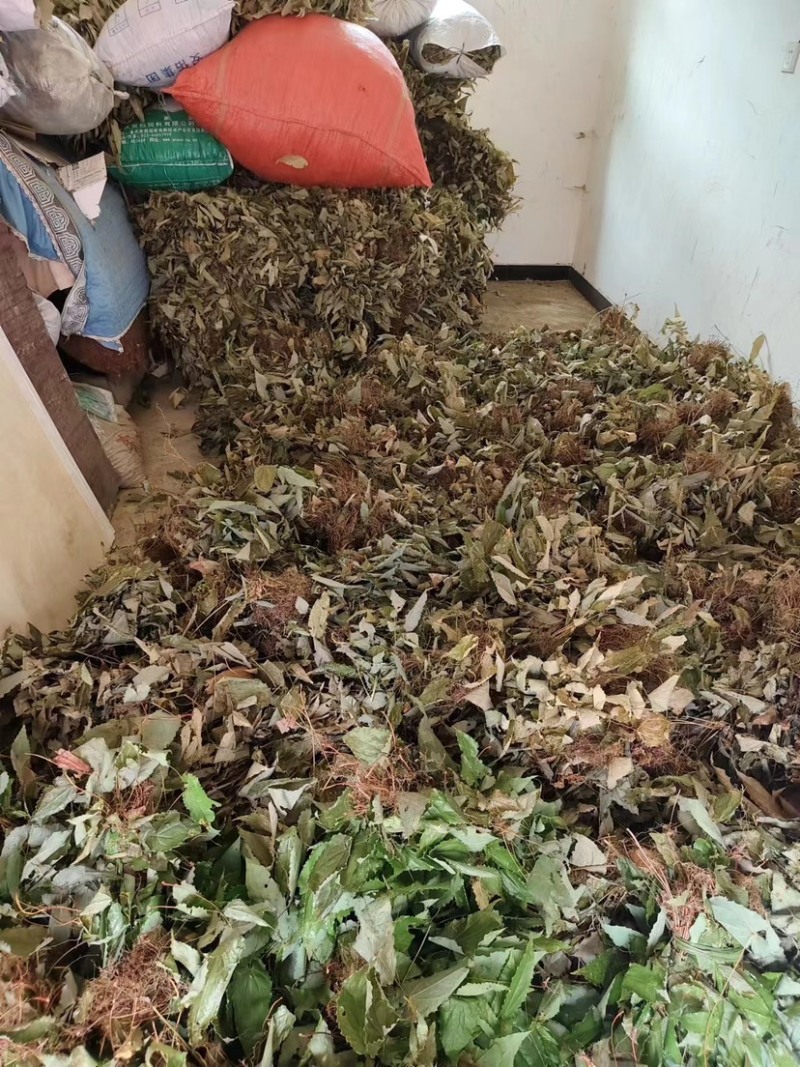 陕西精品淫羊藿，一手货源，货量充足欢迎咨询
