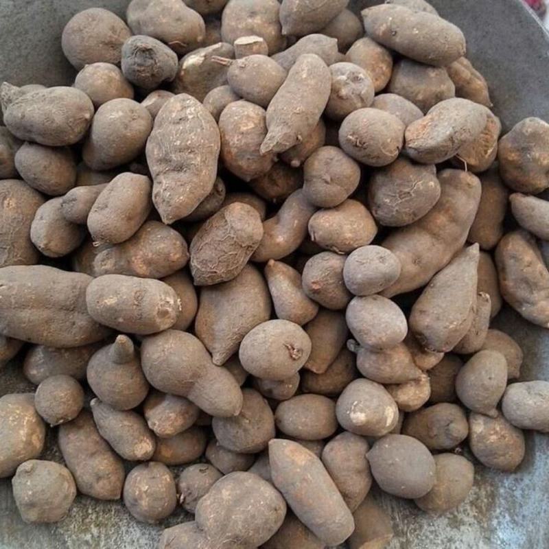 三叶青三叶青个子金线吊葫芦石猴子
