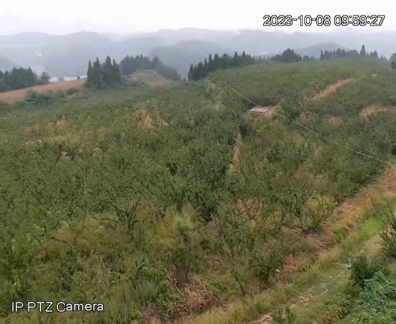 6月20号上市五月脆凤凰李zly202210