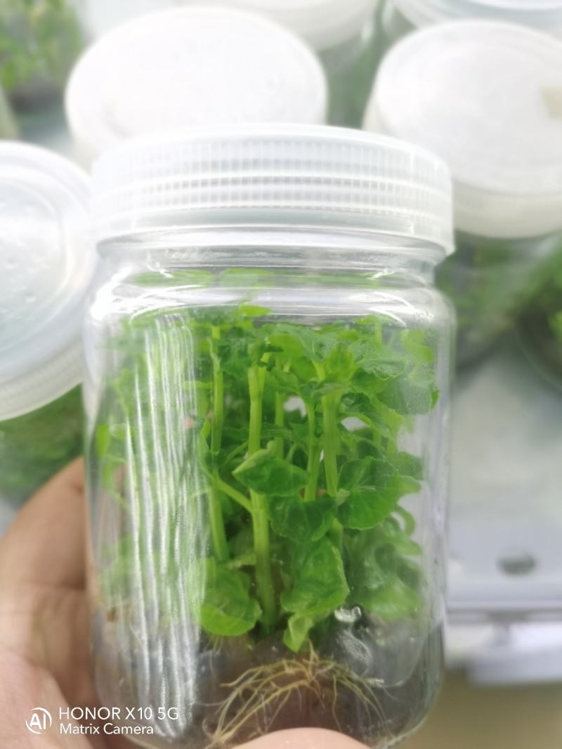 广藿香组培苗