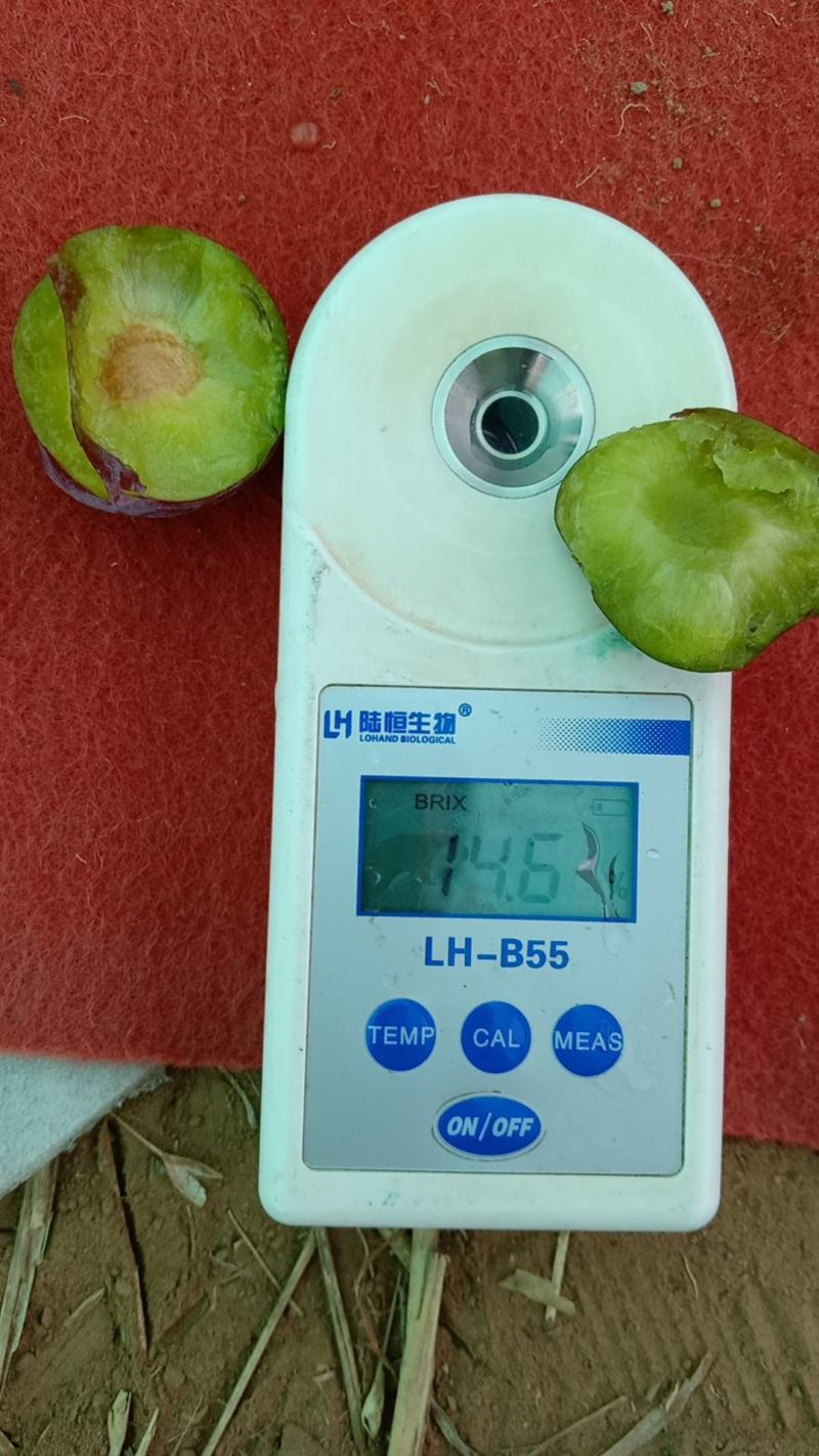6月20号上市五月脆凤凰李zly202210