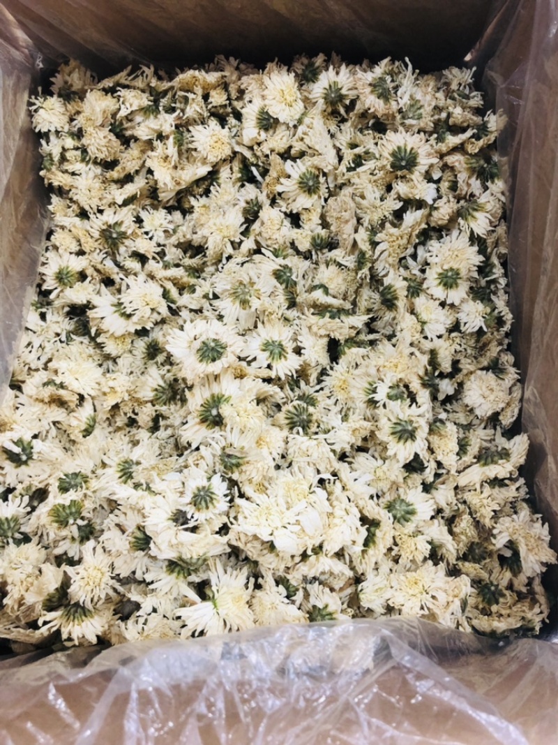 白菊花茶菊花茶七月菊去火茶2023年新花