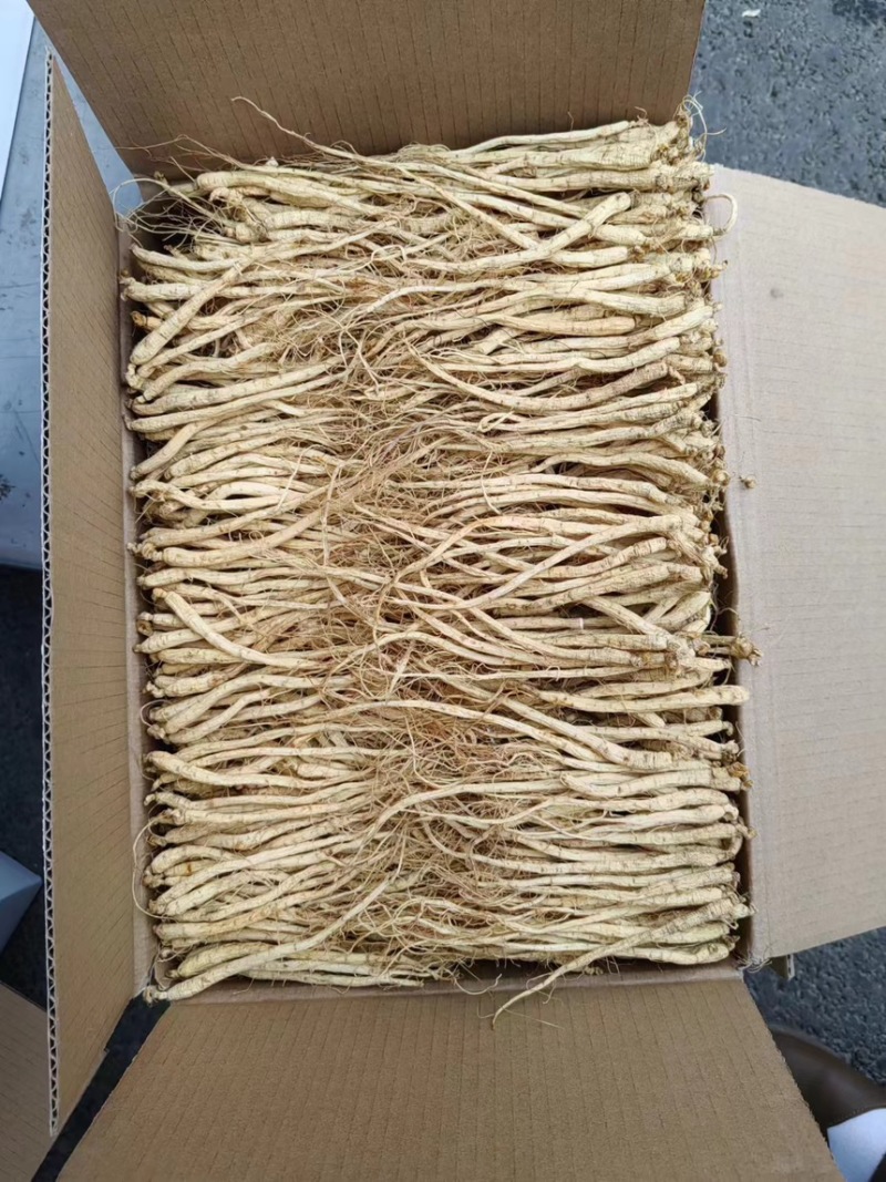 精选白参-产地直营-价格优惠规格齐全参地一发长年有货