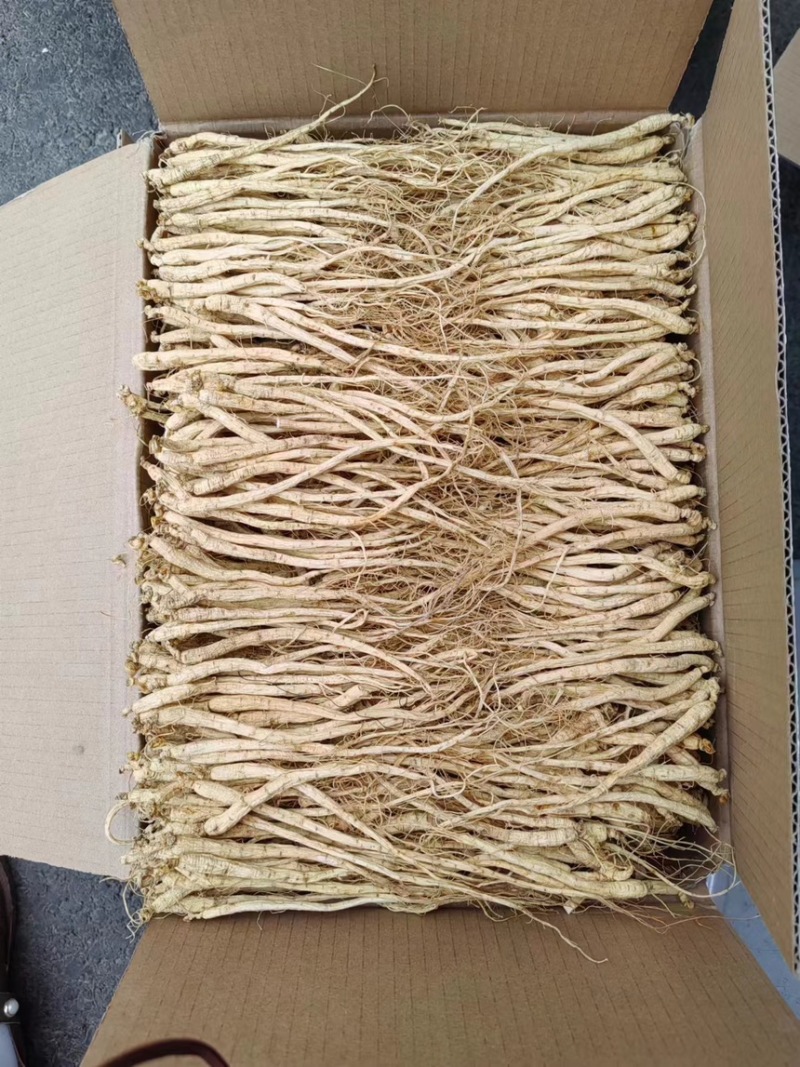 精选白参-产地直营-价格优惠规格齐全参地一发长年有货