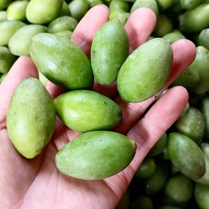 新鲜靓靓甜橄榄新鲜上市，品质保证！