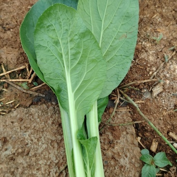 珍珠菜