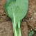 珍珠菜