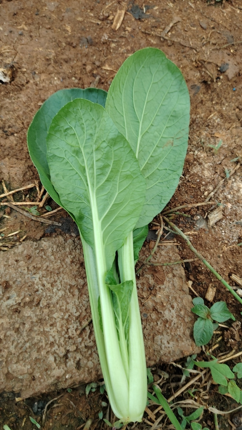 珍珠菜