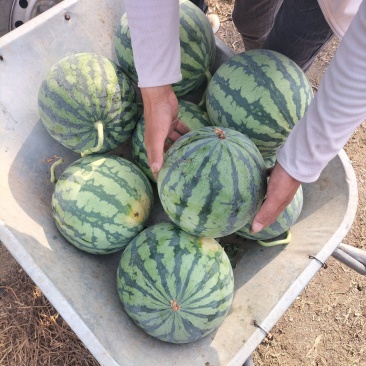 美都精品果肉饱满甜口多汁大量有货欢迎订购