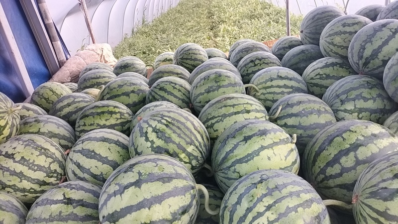 美都精品果肉饱满甜口多汁大量有货欢迎订购