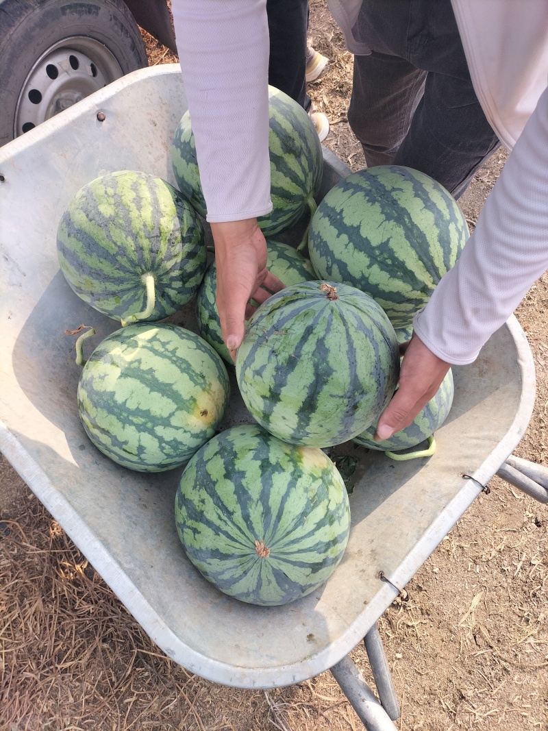 美都精品果肉饱满甜口多汁大量有货欢迎订购