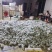 芭乐番石榴