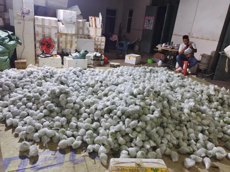 芭乐番石榴