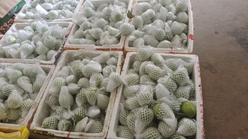 芭乐番石榴