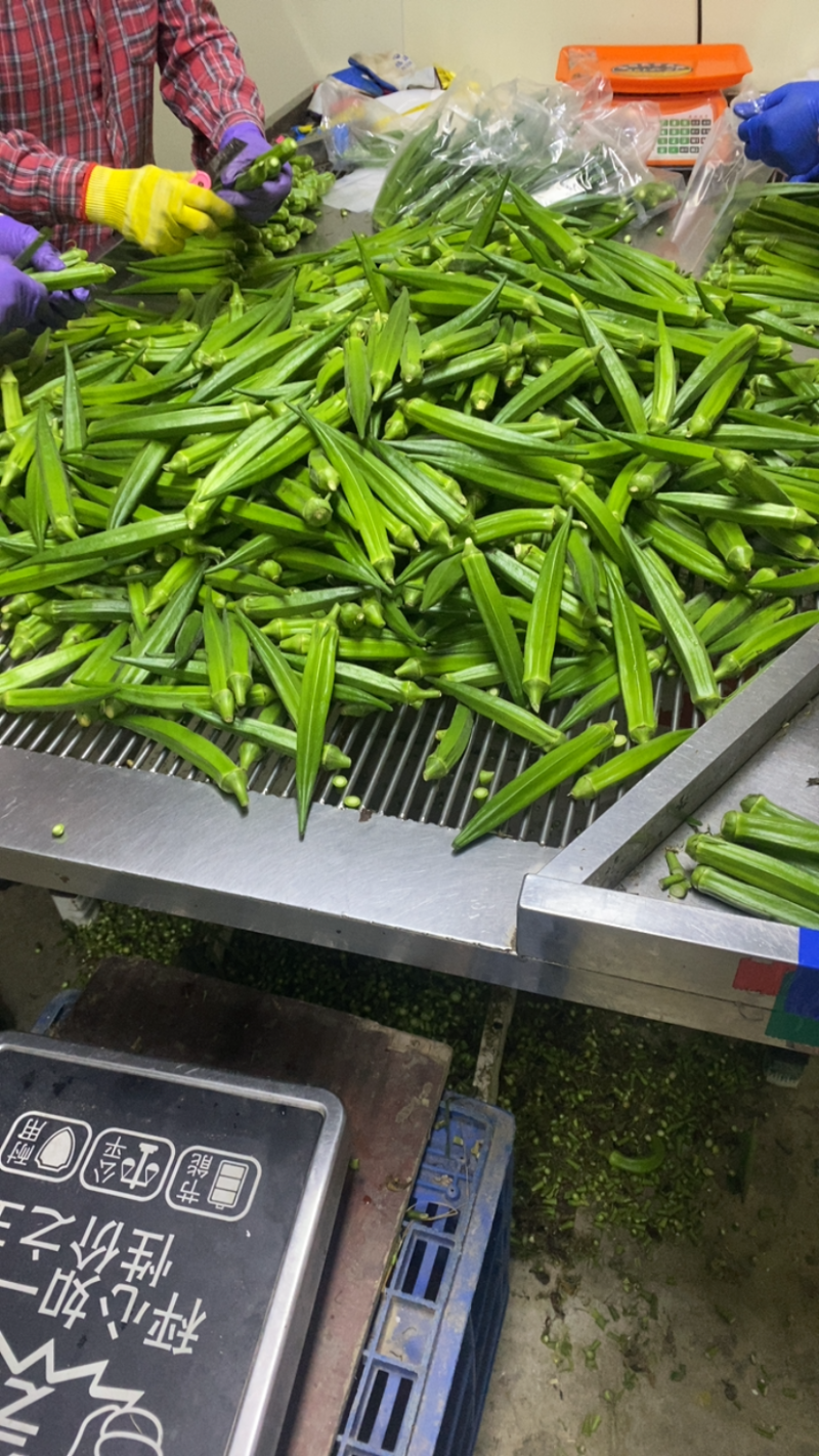 福建漳州小精品秋葵产地直发，保质保量，发往全国各地