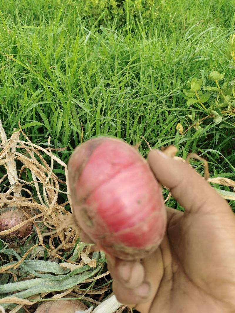 红皮洋葱