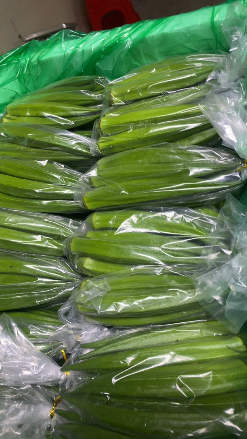 福建漳州小精品秋葵产地直发，保质保量，发往全国各地
