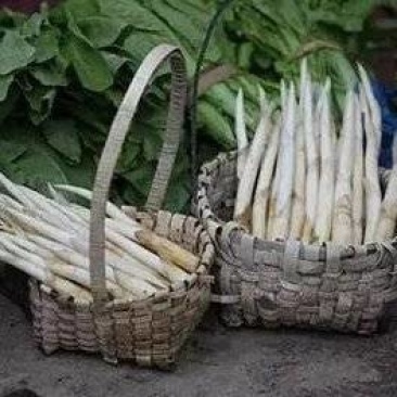 新鲜草芽